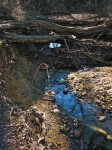 Creek with young growth.
