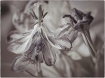 Dismantled iris.