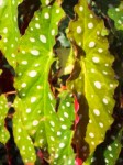 Plant with white polka dots and bright red leaf back.