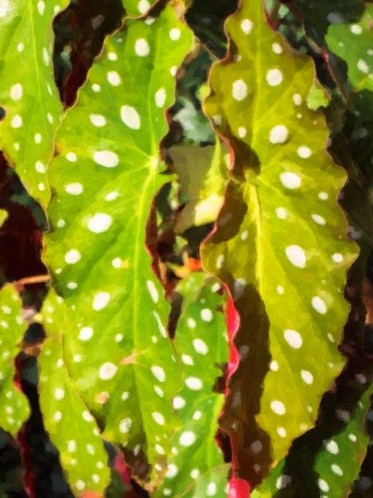 Plant with white polka dots and bright red leaf back.