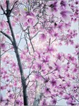 Over the top northern magnolias.