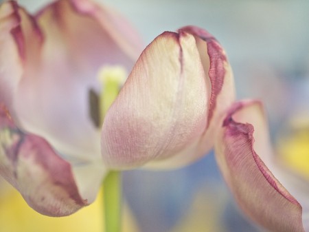 Wilted tulips