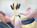 Tulip stamen.