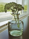 Parsley sprig in glass bottle.