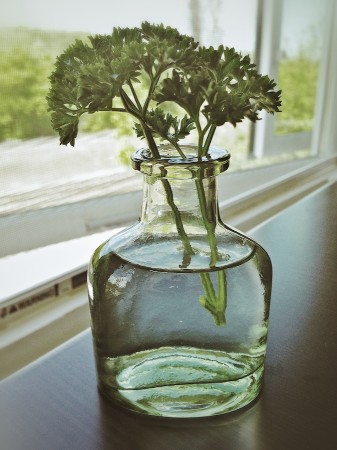 Parsley sprig in glass bottle.