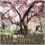 Altered photo of cherry tree in yard.