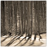 People on path through wooded area.