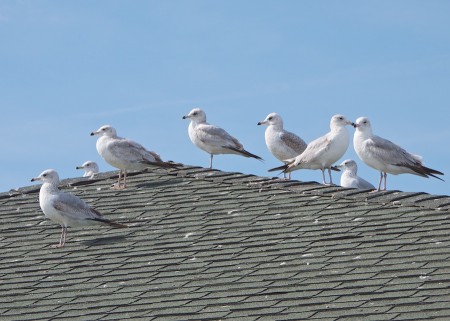 Seagulls on roofline, Florida.