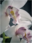 Orchid