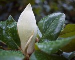 Magnolia Bud after thundershower.