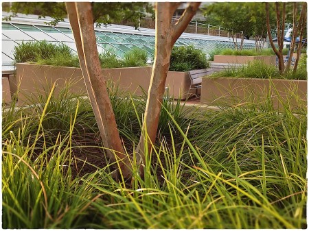 Myrtle tree and grass in late afternoon light.