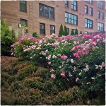 Buildings and shrubs.