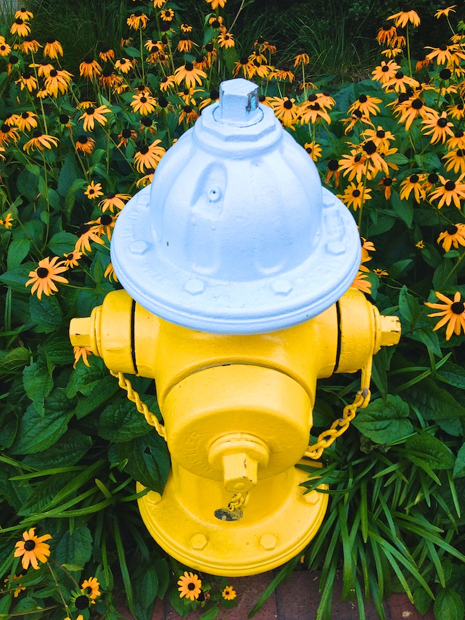 Yellow hydrant with daisies.