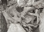 Weathered tree stump, Sandia Peak, ABQ, NM