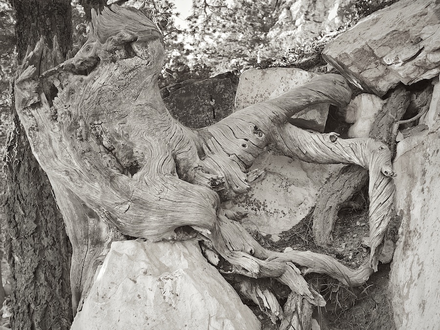 Weathered tree stump, Sandia Peak, ABQ, NM