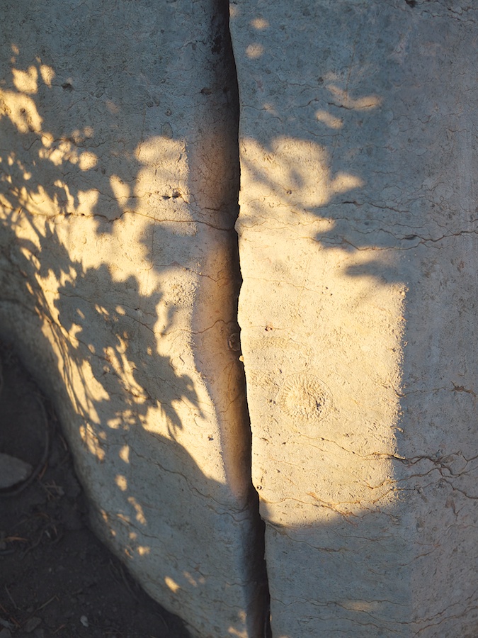 Fossil at 10,000 feet, Sandia Peak, NM