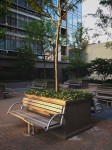 Tree in planter, office plaza, Crystal City, VA