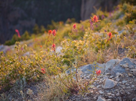 Indian Paintbrush, Sandia Peak, Albuquerque, NM
