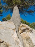 Tree growing in rock cleft, Sandia Peak, NM