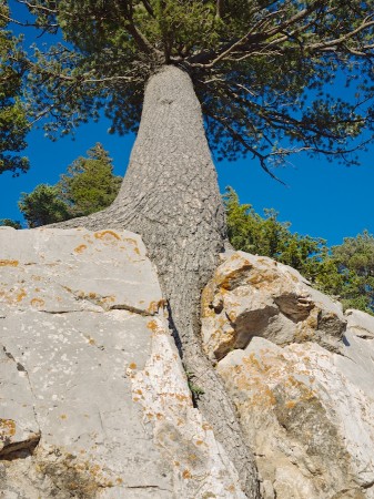 Tree growing in rock cleft, Sandia Peak, NM