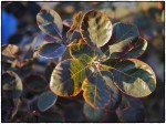 Leaves in raking light.