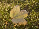 Backlit leaf in grass.