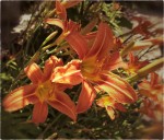 Striving day-lillies.
