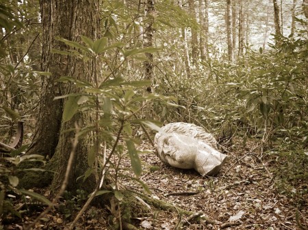 Head of Diana in forest.