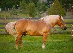 Palomino at the Bilmore Estate, Asheville.