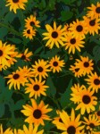 Bright daisies, abstracted.