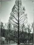 Bare tree, Brookside Garden, MD