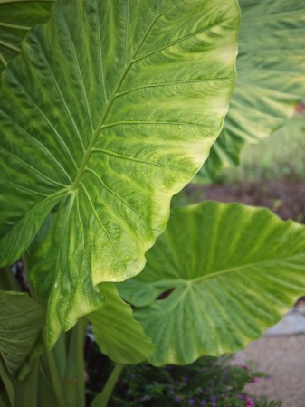 Leaf Edge