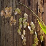 Seed pods against telephone pole.