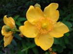 Yellow pinwheel-shaped flower.