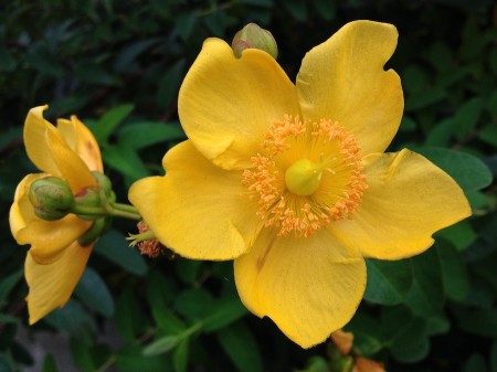 Yellow pinwheel-shaped flower.