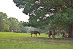 Horses grazing, Biltmore Estate, Asheville, NC