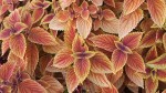 Close up of shrub leaves.