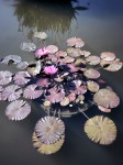 Lotus and pads, Biltmore Estate, Asheville, NC