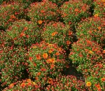 Blooming flowers, Biltmore Estate, Asheville, NC