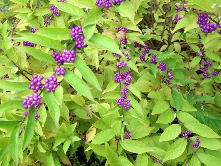 Purple berries, green leaves.