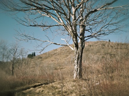 Graveyard Fields Trail, Blue Ridge, NC