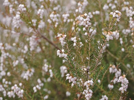 White flower buds on evergreen bush.