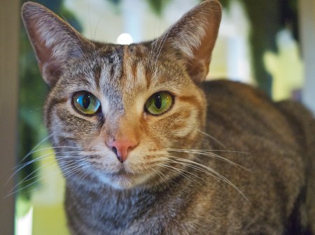 Mesmer Eyes | Enlargement opens in a new window. Close-up cat portrait.